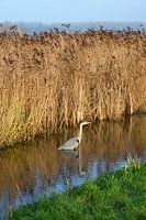 Reiger vogel staat in de sloot voor het riet in de platteland natuur.