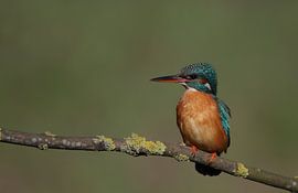 kingfischer by Jaap Bakker