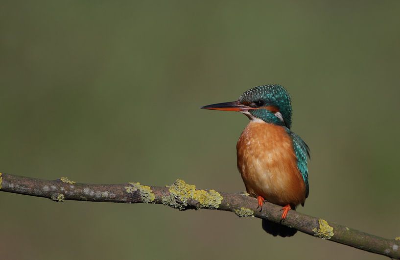 kingfischer by Jaap Bakker