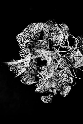 Hortensie in voller Blüte