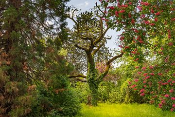 Fantasievolle boom in een lenteweide van Denny Gruner