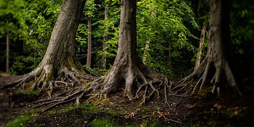 Natuurfoto van oude bomen in een typisch Hollands park