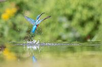 IJsvogel