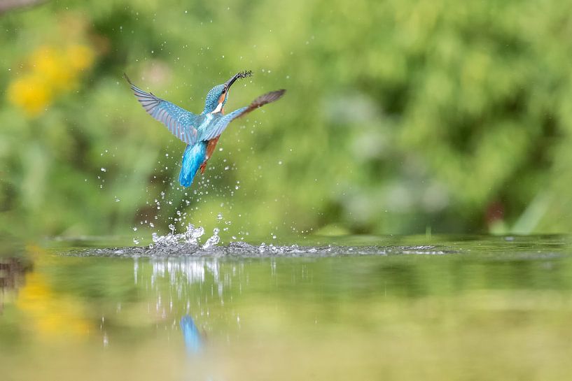 Kingfisher by Aalt van Tongeren