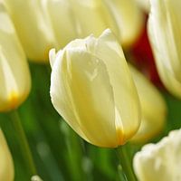 Wit/gele tulp