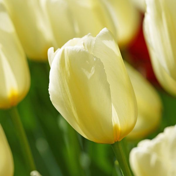 Wit/gele tulp van Peet Romijn