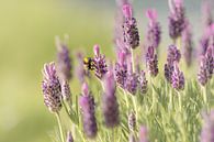 Hummeln zwischen dem Lavendel von Angelique van Esch Miniaturansicht