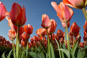 Red tulips in Holland sur Roelof Foppen