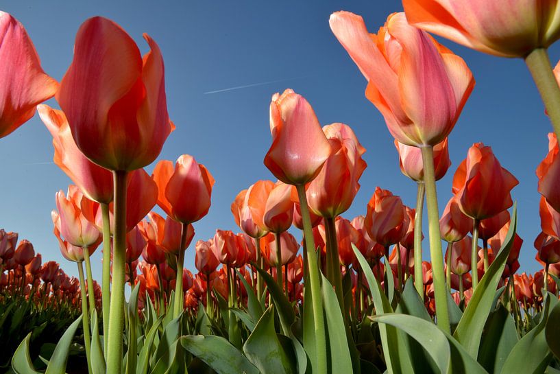 Red tulips in Holland par Roelof Foppen