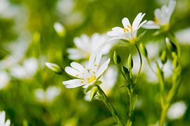Stellaria-Blüten in zartem Grün
