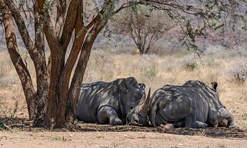 Witte neushoorns in Namibië, Afrika van Patrick Groß