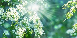 white flowering shrub in spring by Dörte Bannasch