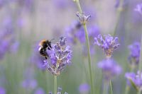 Bumblebee on lavender