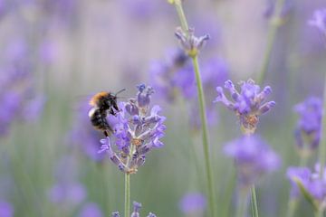 Hommel op lavendel van Ton Valk