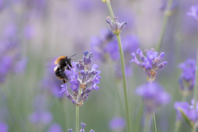 Bumblebee on lavender by Ton Valk