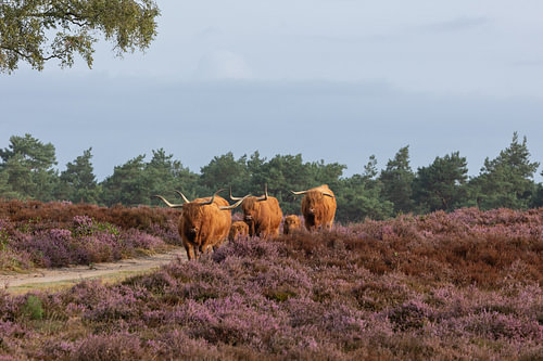 Scottish Highland cow on the Wezep heath.