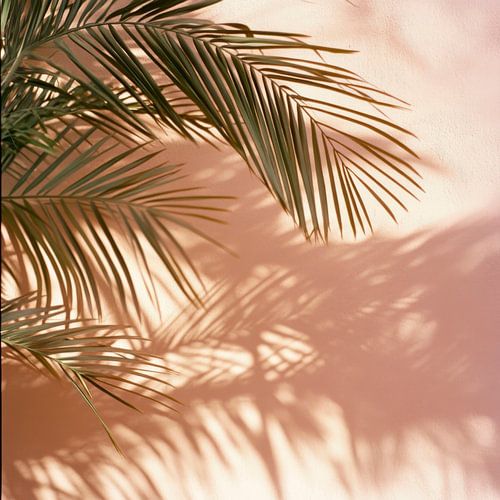 Schatten der Palmenblätter