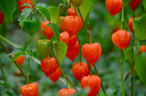 Frisch & Fröhlich Rot Physalis Alkekengi (Lampionblume)