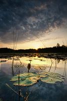 Waterlelie knop