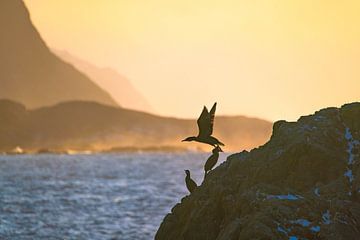 A cormorant starts from the rocky coast by Kai Müller