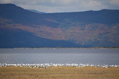 Sneeuwganzen op de rivier