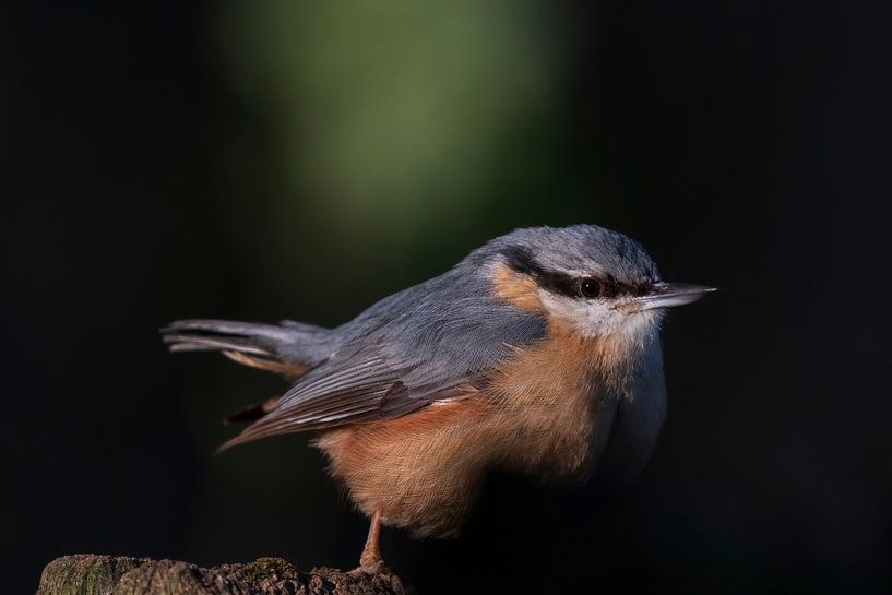Nuthatch by Merijn Loch