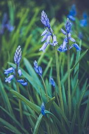 Gros plan sur les boshyacinthes sur ElkeS Fotografie