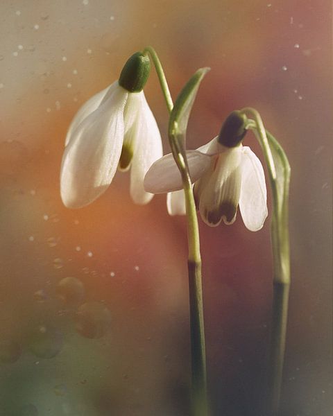 Snowdrops by Saskia Schotanus