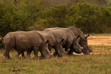 Group of rhinos by Joyce den Hollander