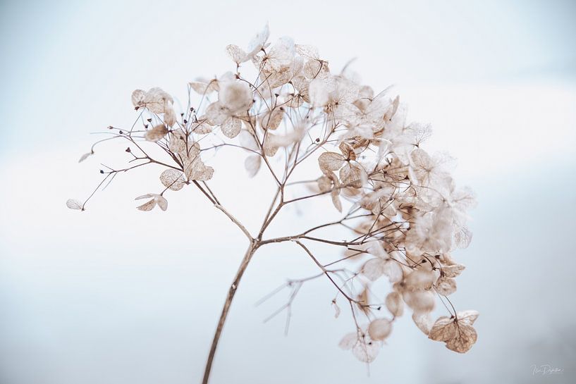 Hydrangea in the snow 6 by Ilse Dijkstra