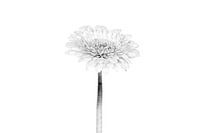 Foto Gerbera - Drieluik Fotografie Kunst