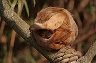 Aap (rolmops) van Frank Smedts thumbnail