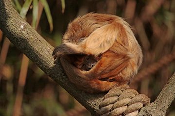 Monkey (rolmops) by Frank Smedts
