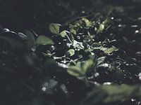 In search of happiness