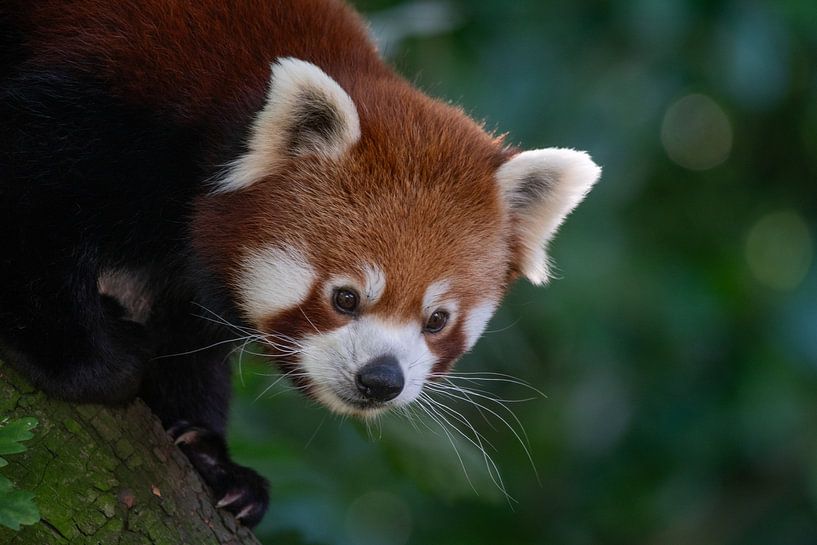Naughty Red Panda goes exploring by Martijn de Bruijn
