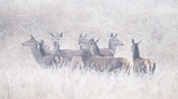 Between the Fog and the Fields