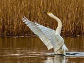 The wild Swan by Rob Smit thumbnail