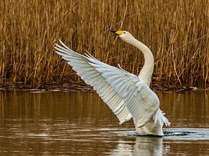 Wild Swan breitet seine Flügel aus...