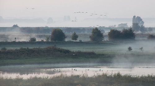 ochtend mist met vogels