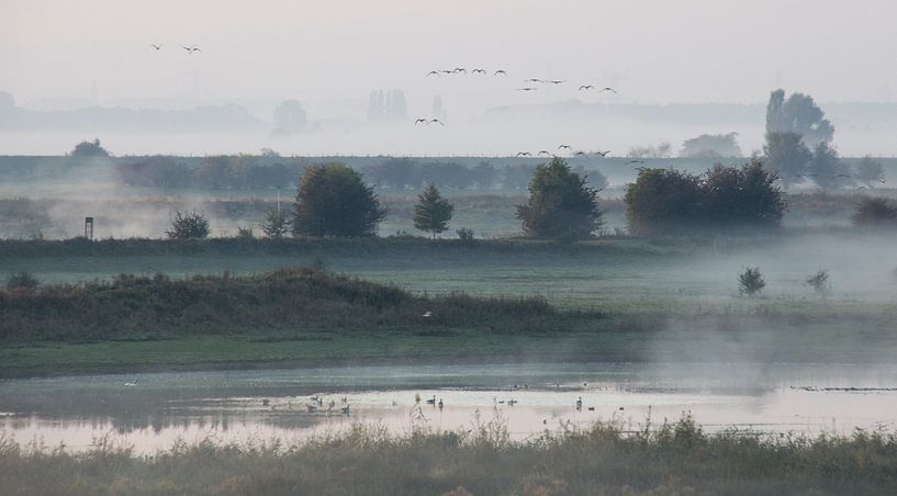 ochtend mist met vogels von gelske kwikkel
