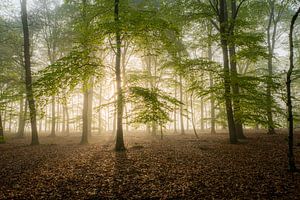 Forêt du domaine de Baasdam