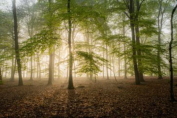 Wald auf dem Landgut Baasdam von Ron Poot