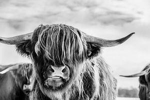 Porträt eines schottischen Highlanders in Schwarz-Weiß