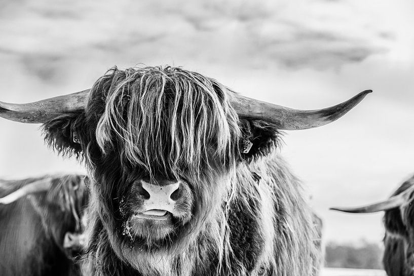 Porträt eines schottischen Highlanders in Schwarz-Weiß von KB Design & Photography (Karen Brouwer)