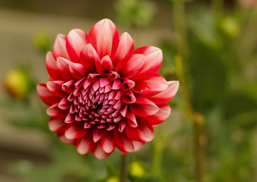 Dahlia