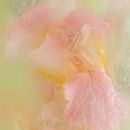 Flowers in ice cream, pastel colours pink, yellow and green by Carla Van Iersel thumbnail