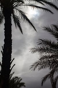 Palmtrees