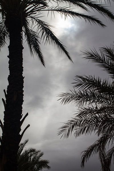 Palmbomen van Johan Zwarthoed