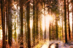 Der Sonne entgegen