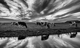 grazing cows by Ida Woort